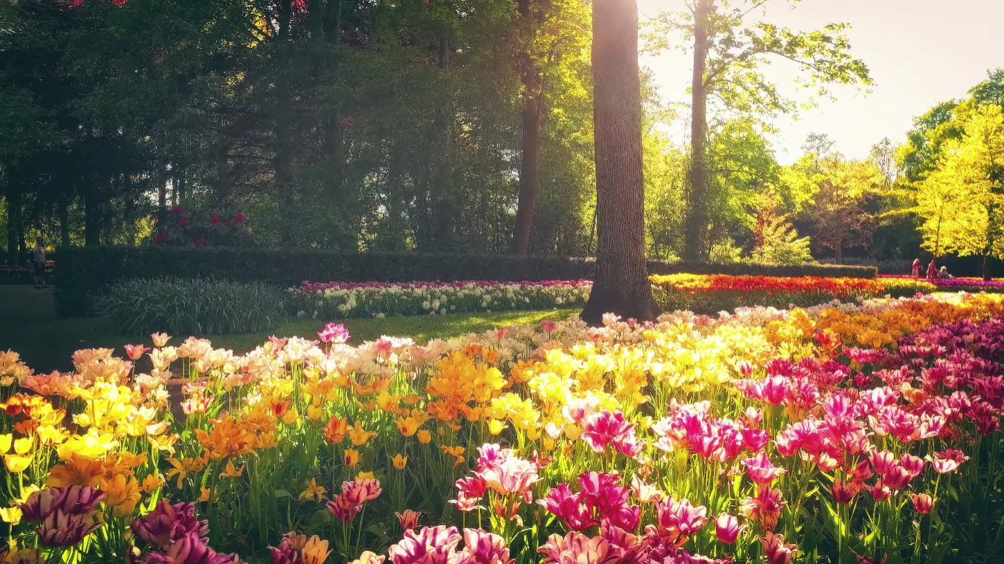 Landscape Renovation - Community Landscape Services - Sterling, VA